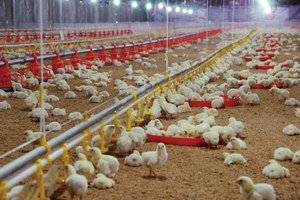 RS-89 Alta Qualidade Fazenda De Aves 30/35/40/50/60cm Rodada De Plástico Frango <span class=keywords><strong>Feed</strong></span> Pan Chicks Bandeja De Alimentação - Product Image 5