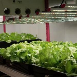 हाइड्रोपोनिक बढ़ती प्रणाली मोबाइल ऊर्ध्वाधर वृद्धि रैक चल रहे हाइड्रोपोनिक ऊर्ध्वाधर खेती मोबाइल का रैक - Product Image 2