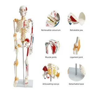 Frt011 Medisch Demonstratiebotmodel Afneembaar En Eenvoudig Te Monteren Menselijk Anatomiemodel Spier Start Stop Skeletmodel
