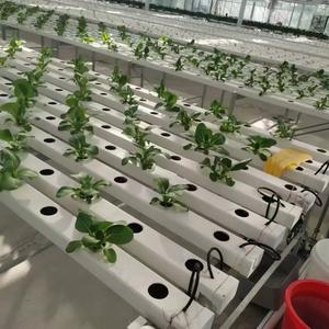 Système de culture hydroponique de légumes commerciaux Canaux hydroponiques Upvc Nft Channel pour <span class=keywords><strong>salade</strong></span> - Product Image 5
