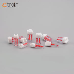 แบบจำลอง<span class=keywords><strong>ฟัน</strong></span>รากกด - Product Image 3