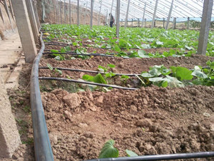 Betrouwbare Kwaliteit Groothandel Druppelirrigatie Systeem Buizen 1 Hectare Slang China Prijs 16Mm 22Mm Voor Boerderijen Tuin Landbouw - Product Image 4