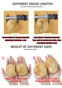 Champignon <span class=keywords><strong>Hericium</strong></span> de haute qualité, nourrissant, de montagne profonde, de grande taille - Product Image 5