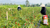 High Quality Vietnam Fresh Red Chili 3-6cm 30kg/pack Best Price Wholesale for Food Use Raw Processing Spicy Taste