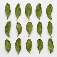 Thé aux feuilles de stévia naturelles séchées 500g en vrac, édulcorant sans sucre en feuilles pour une boisson saine