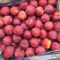 Kersenpruim Verse Geïmporteerde Chileense Zoete Variëteit Fruit Pure Zoetheid In Elke Hap