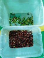 Kleur sorteermachine voor verse groenten, fruit, koffiekersen, bosbessen, knoflook en aardappelen met waterdichte functie
