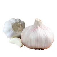 Prix CIF 2026 pour l'ail blanc de Valparaíso au Chili, ail blanc pur frais chinois 4p