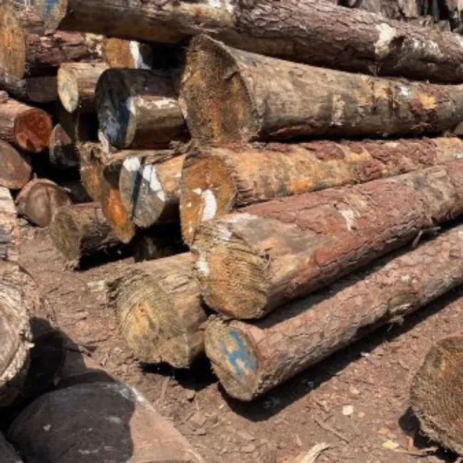 Für Korea Markt Rohholz planke Kiefernholz Schnittholz/Akazie mit hoher Qualität