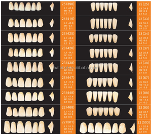 Denti dentali inferiori denti anteriori resina sintetica denti due strati resina acrilica denti - Product Image 4