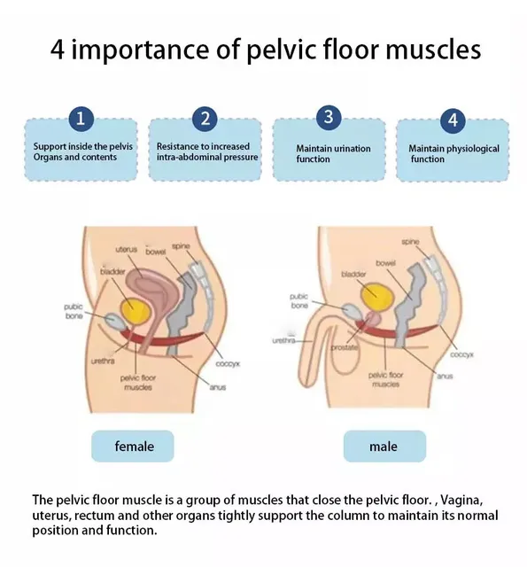Pelvic Floor Physical Therapy for MS Bladder and Bowel Control