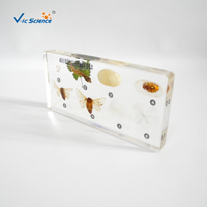 Bloque <span class=keywords><strong>de</strong></span> Resina PET Transparente para el Estudio <span class=keywords><strong>de</strong></span> <span class=keywords><strong>la</strong></span> <span class=keywords><strong>Historia</strong></span> Vida del Gusanillo <span class=keywords><strong>de</strong></span> Seda, Bloque <span class=keywords><strong>de</strong></span> Insectos para <span class=keywords><strong>Enseñanza</strong></span>, Modelo Científico Vic - Product Image 2
