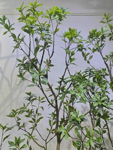 Cây xanh nhân tạo, trang trí phòng khách trong nhà, sắp xếp hoa sinh học gắn trên sàn và thiết kế cảnh quan - Product Image 5