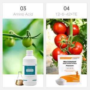 Agricultural <strong>Fertilizer</strong> Npk Water Soluble <strong>Fertilizer</strong> Application Guidance for <strong>Tomato</strong> - Product Image 4