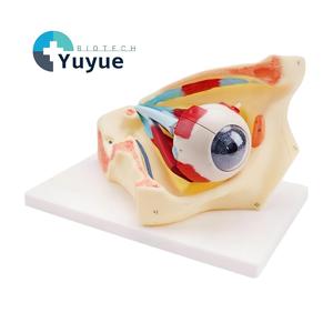 Modelo de anatomía <span class=keywords><strong>del</strong></span> <span class=keywords><strong>ojo</strong></span> humano con aumento de 3 veces, con órbita, hueso, nervio y partes desmontables <span class=keywords><strong>del</strong></span> globo ocular para el aula de biología y fisiología - Product Image 1