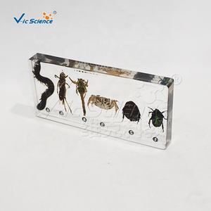 Spécimen d'arthropode encastré dans du PVC transparent, modèle anatomique d'insecte, science médicale - Product Image 2