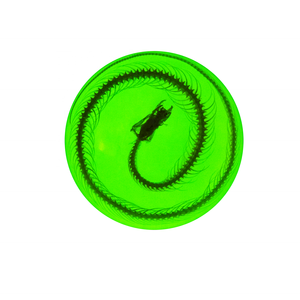 Скелет змеи из смолы таксидермический образец таксидермия реальные животные ресурсы обучение для студентов - Product Image 4