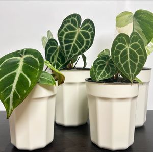 <span class=keywords><strong>Maceta</strong></span> Hidropónica de Plástico Grueso Redonda de Estilo Clásico y Moderno para Decoración de Balcones, con Autorriego, para Monstera y Begonia - Product Image 4