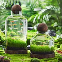 Soufflé à la main de haute qualité Micro paysage couvercle en verre dôme Vase en verre clair conteneur de plantes avec boule en bois avec base en bois