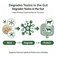 Enzyme dégradante de mycotoxines, additif alimentaire pour la dégradation du DON, de l'Aflatoxine T2 et de la Fumonidine pour porcs, volailles et ruminants, liant de mycotoxines