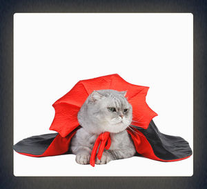 Disfraz Festivo para Mascotas, Disfraz de Cosplay para Gatos y Perros, Ropa Genial para Fiestas - Product Image 3