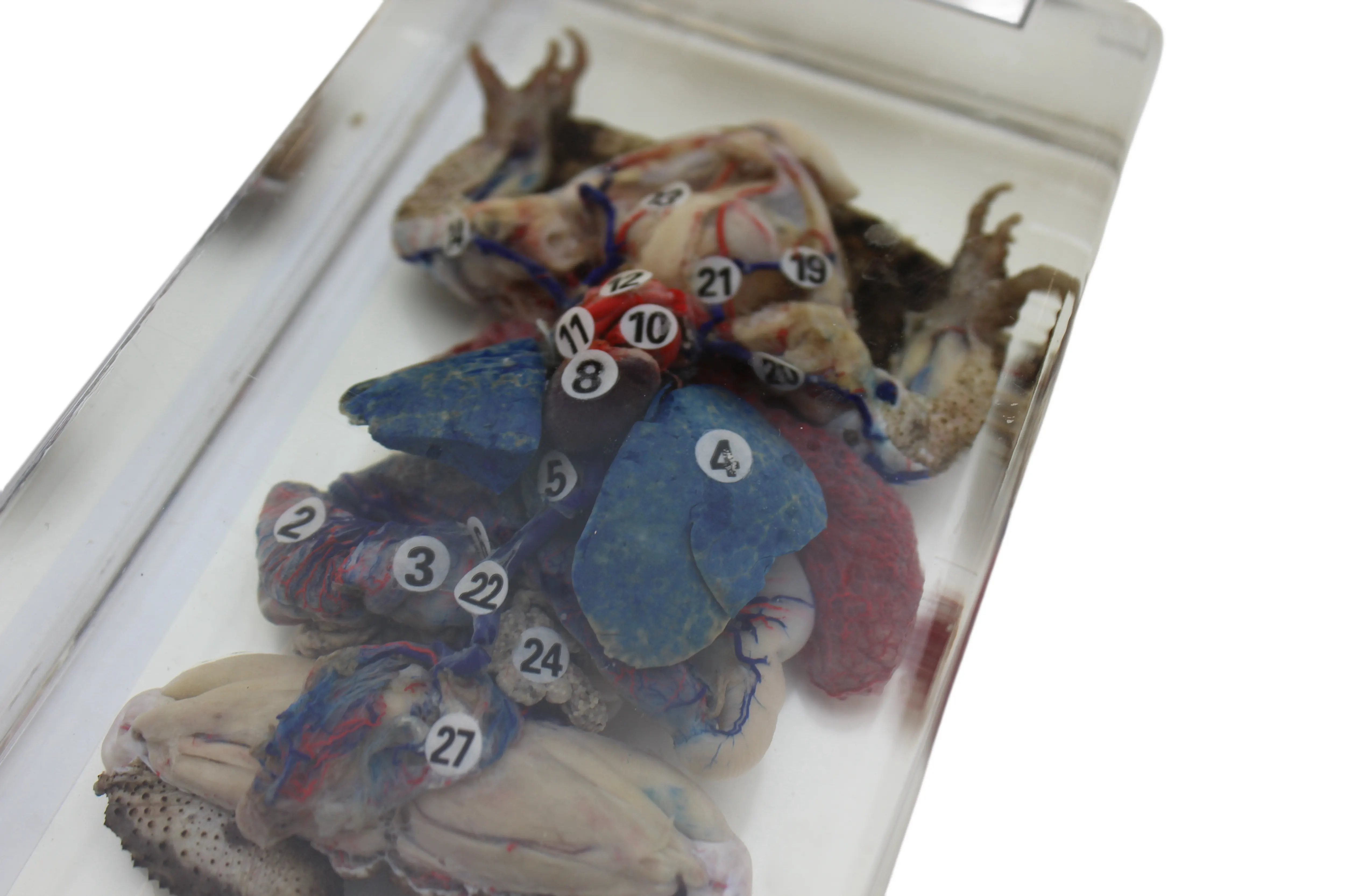 学校教育ディスプレイ用の透明な動物の解剖学的標本、カエルの解剖学的標本
