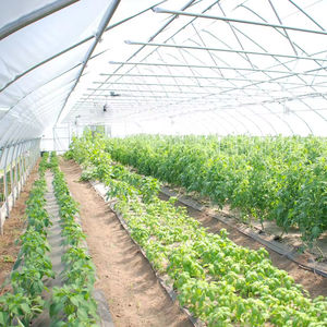 Personnalisé 500 Sqm Multi-span Hoop Film Plastique Ventilation Automatisation Grand Tunnel Légumes <span class=keywords><strong>Serre</strong></span> pour hydroponique - Product Image 3