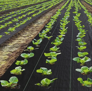Bon prix Paillis en plastique contrôle de l'<span class=keywords><strong>herbe</strong></span> de jardin tissu <span class=keywords><strong>anti</strong></span>-<span class=keywords><strong>herbe</strong></span> couverture du sol tissé tissu de paysage géotextiles tissés - Product Image 3
