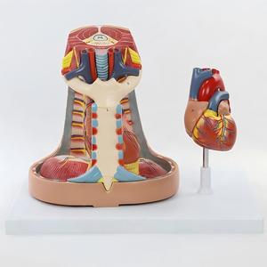 Pleura, Solunum Sistemi, Timus, Diyafram ve Kalp Entegre Anatomi Modeli - Product Image 5