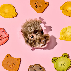 CoCo Pet Cookie cho sức khỏe mắt với rau bina và Lutein cơ sở gạo Hàn Quốc giòn kết cấu đông lạnh điều trị cho mèo và chó - Product Image 4