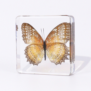 Real Bug Crystal Block Real Butterfly Resin Paperweight Specimen <strong>Insect</strong> Collection for Kids - Product Image 5