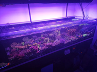 Aquariums en résine sur mesure fabriqués en usine, aquariums en acrylique de 600 L, écologiques, de la marque Lucite, emballés dans une boîte, accessoires inclus, inoubliables