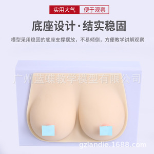 Formation des conseillères en lactation : seins artificiels médicaux en silicone souple, écoles professionnelles de services domestiques, hôpitaux - Product Image 4