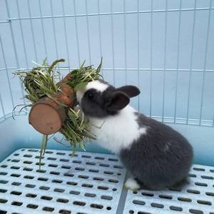 Juguete multifuncional de paja de heno de manzanilla para conejos y cobayas, con soporte para alimentos y mordedor molar - Product Image 4