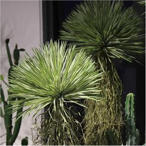 Árboles Artificiales de Otoño para Pared, Novedad 2026, Decorativos, Bajo MOQ, Ramo de Plantas Artificiales, Elegante Árbol Artificial Grande para Baño - Product Image 6