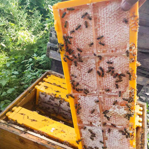 Suministros para Apicultura, Juego de Marcos y Casetes de Plástico para Miel de Abeja de 250 g, Caja para Fabricación de Panal de Miel, Apicultura - Product Image 1