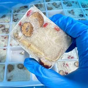 Bevande Liofilizzate Personalizzabili all'Ingrosso in Confezioni Monodose - Tremella, Dattero Rosso, Bacche di Goji <span class=keywords><strong>e</strong></span> Altro, Preparazione Istantanea - Product Image 4