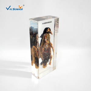 Öğretim yardımcıları güvercin diseksiyon emniyet reçine örneği - Product Image 2