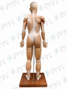 Высокоимитированная модель глубоких поверхностных мышц кровеносных сосудов анатомическая тренировка для медицинской науки человеческого тела - Product Image 6