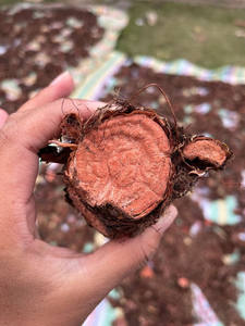 2025 nuevo precio salud grado alimenticio Rhodiola Rosea hierbas Hong <span class=keywords><strong>Jing</strong></span> <span class=keywords><strong>Tian</strong></span> raíz con oligoelementos y aminoácidos - Product Image 5