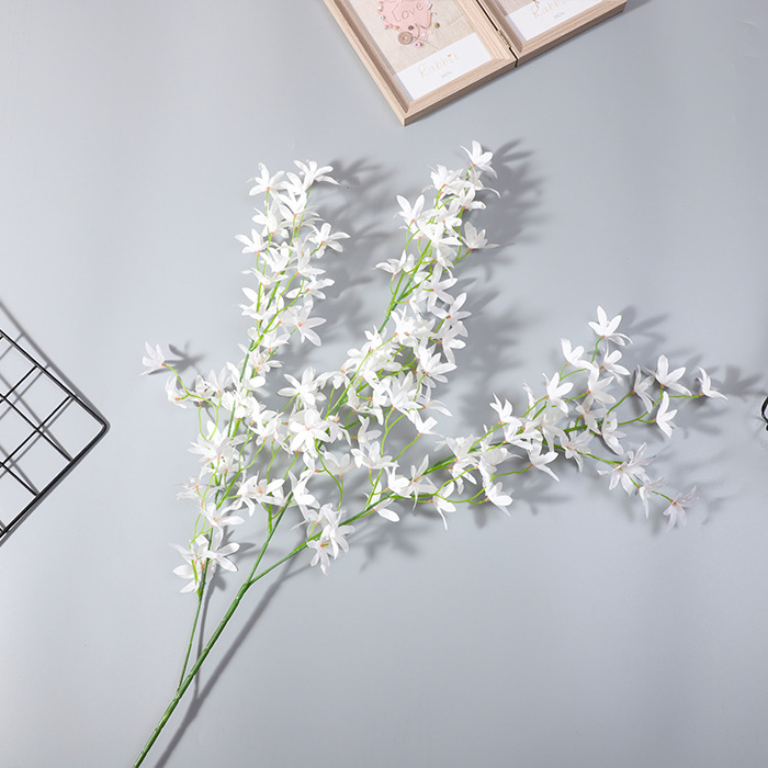 Oncidium Blanco