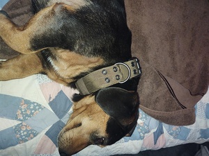 Correa ajustable de patrón sólido para mascotas, collar de perro de ajuste personalizado con anillo en D y hebilla, hecho de nailon duradero y poliéster - Product Image 5