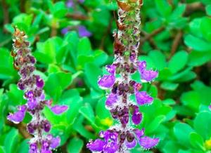 สารสกัดจาก <span class=keywords><strong>Coleus</strong></span> forskohlii สารสกัดจาก <span class=keywords><strong>forskohlin</strong></span> - Product Image 3