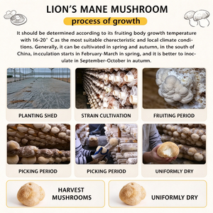 Funghi Criniera di Leone Essiccati Premium Coltivati, Funghi Hericium Erinaceus all'Ingrosso per Zuppe <span class=keywords><strong>e</strong></span> Cucina - Product Image 5