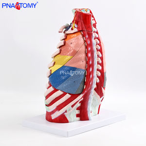 1:1 मानव थोरैसिक एनाटॉमी मॉडल डिचेबल हार्ट थायरॉयड, पसलियों, श्वसन प्रणाली, मांसपेशियों की कंकाल प्रणाली शिक्षण मॉडल - Product Image 2