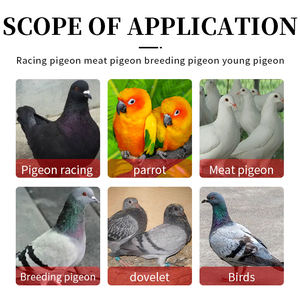 Prodotti di piccione probiotici in polvere digestione migliorando additivi per mangimi per la regolazione dello stomaco e dell'intestino - Product Image 3