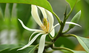 Olio Essenziale Concentrato di Fragranza di Orchidea Bianca per Diffusori di Profumo, <span class=keywords><strong>Cosmetici</strong></span>, Prodotti per la Cura della Pelle, Olio Essenziale per <span class=keywords><strong>Cosmetici</strong></span> Raffinati - Product Image 2