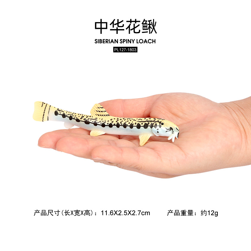 ปลาหลดเดือยก้านไซบีเรีย 1803