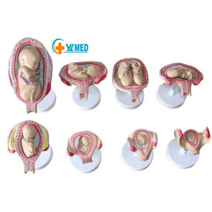 Mô Hình Quy Trình Phát Triển Thai Nhi Khoa Học Y Tế Mô Hình Phát Triển Thai Nhi Với 8 Bộ Phận - Product Image 1