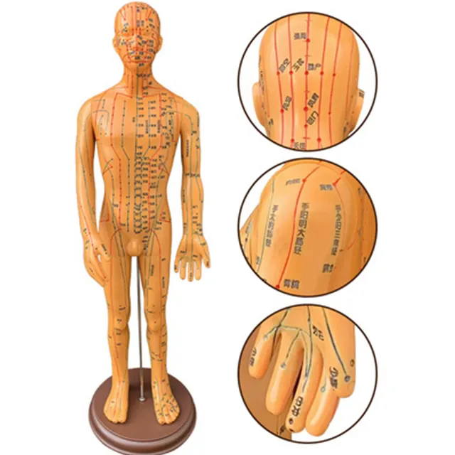 Medical Science Anatomy Model Human body Acupuncture Model For School Or Hospital